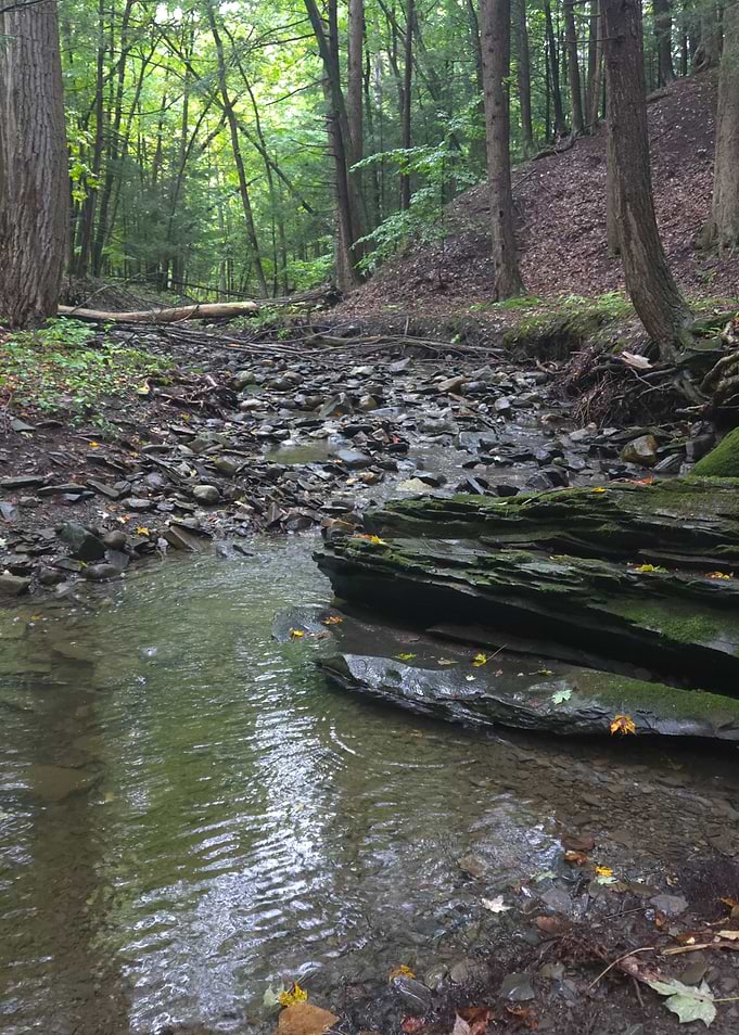 Serene Forest Stream