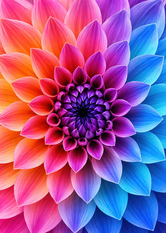 Vibrant Rainbow Dahlia Flower Macro