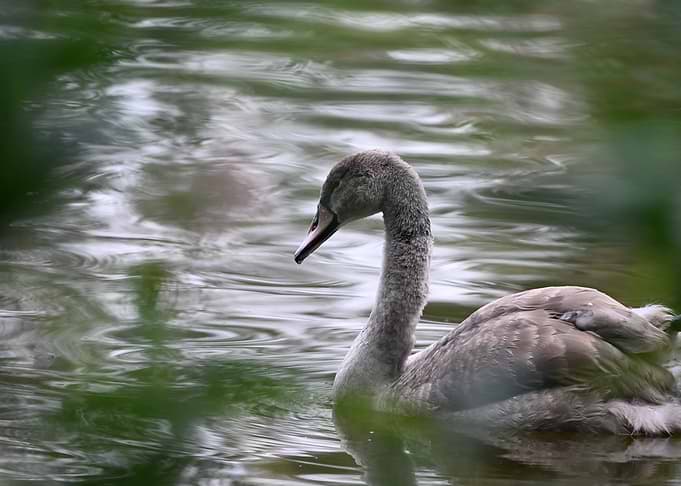 Young Gray Swan Swimming