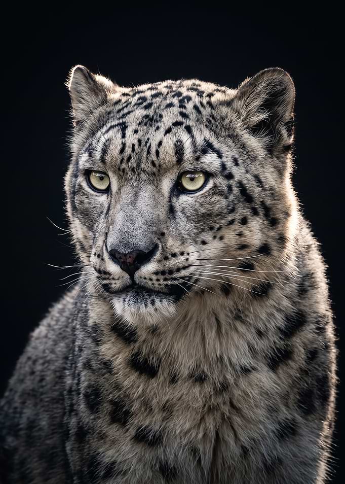 Majestic Snow Leopard Portrait
