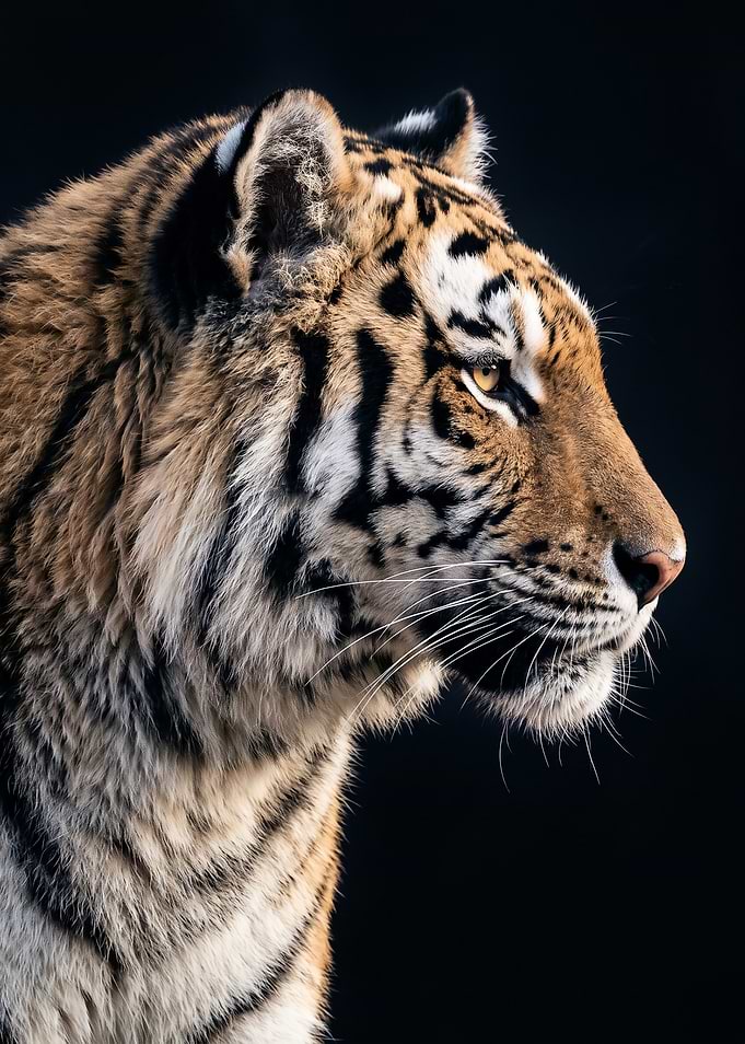 Majestic Tiger Profile Portrait