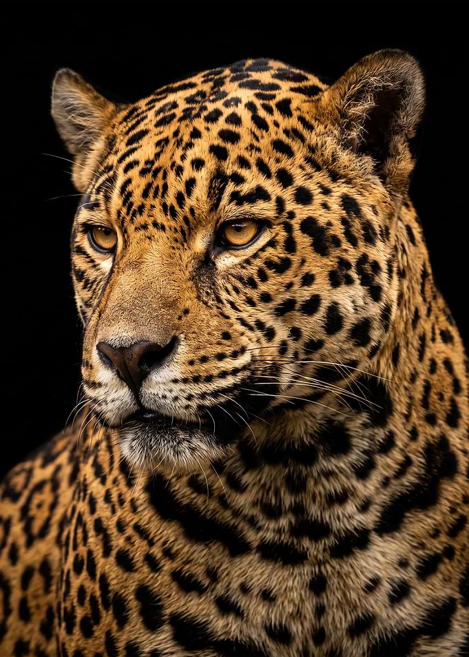 Majestic Jaguar Portrait