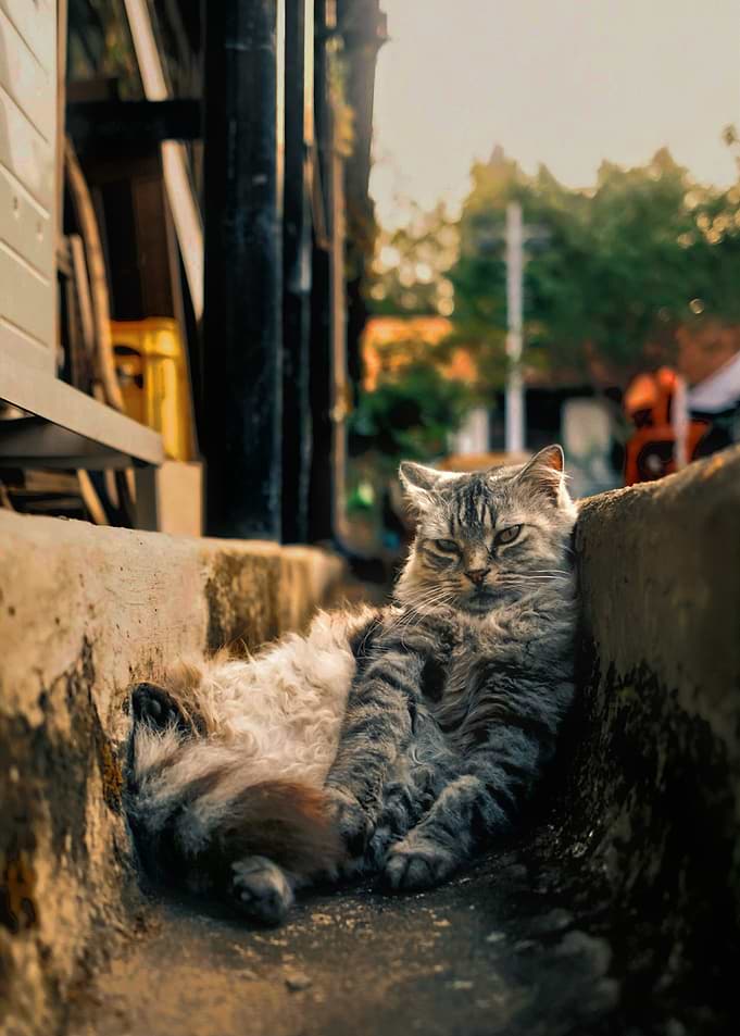 Grumpy cat resting in a gutter