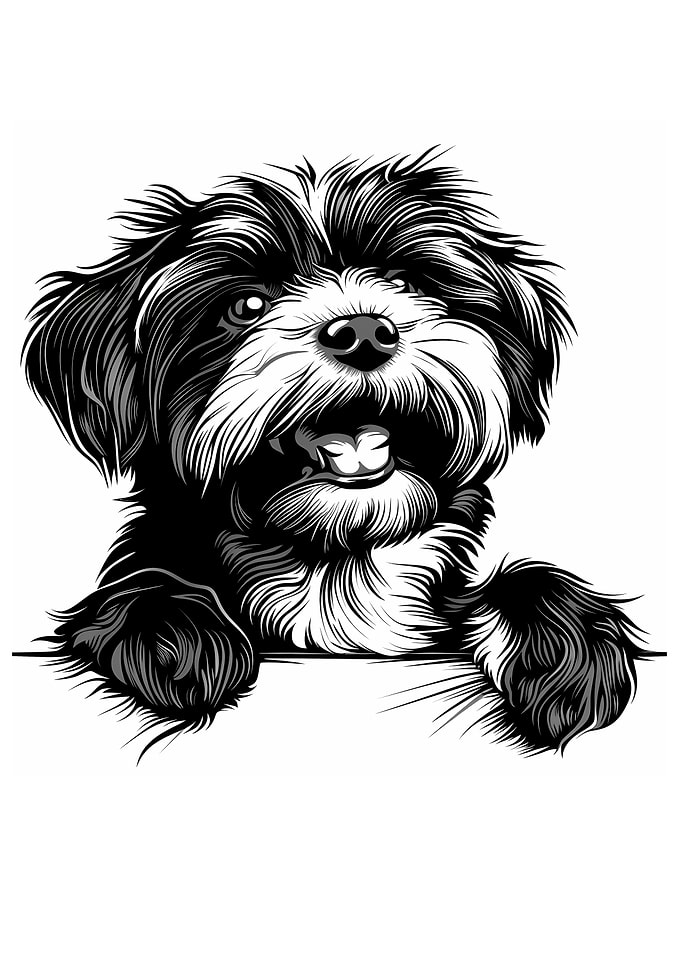 Black and White Shih Poo Dog Illustration