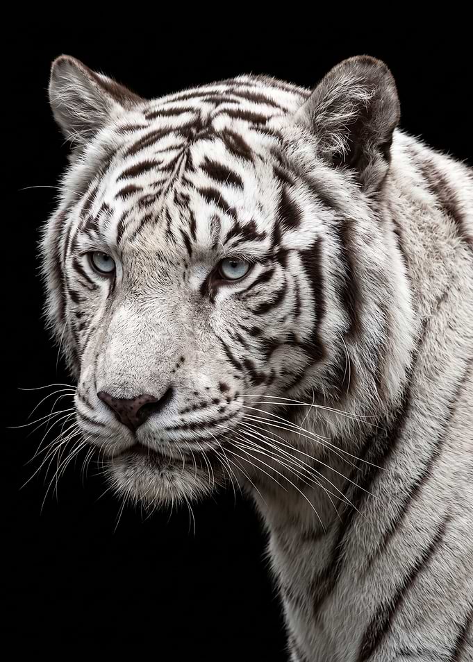 Majestic White Tiger Portrait