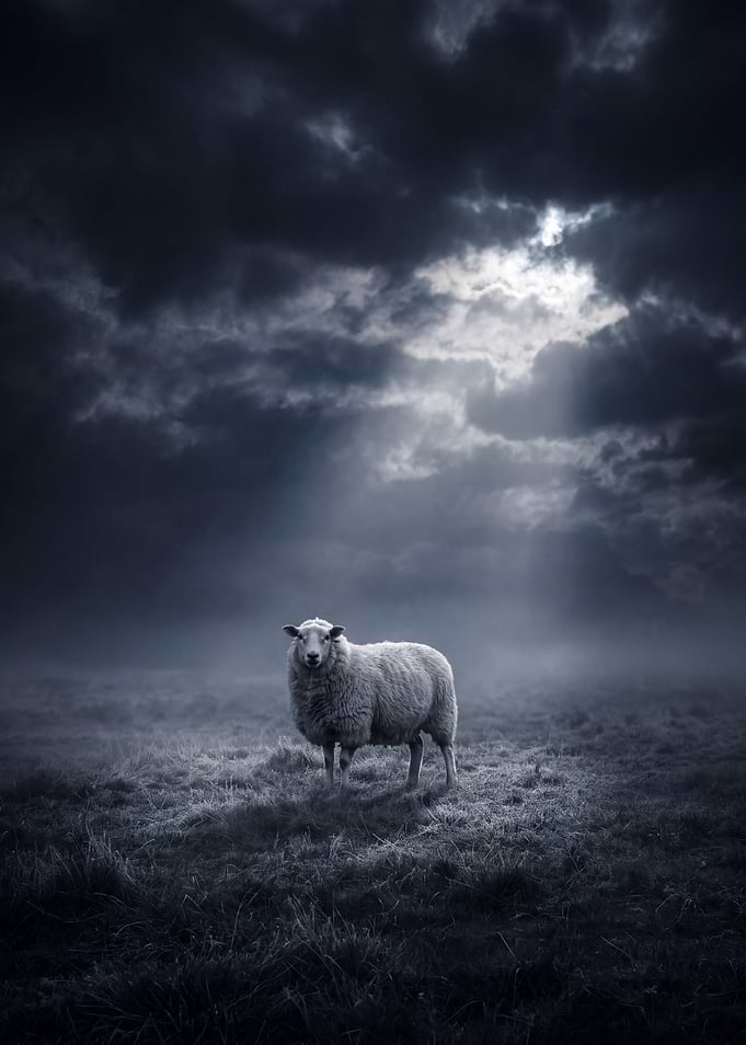 Lone Sheep in the Mist