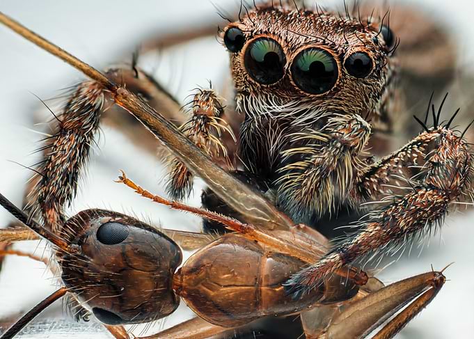 Jumping Spider Predating on an Ant