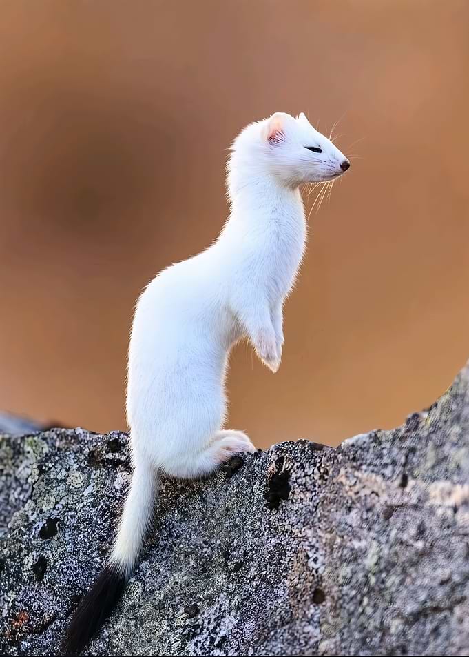 Stoat in Winter Coat on Rock