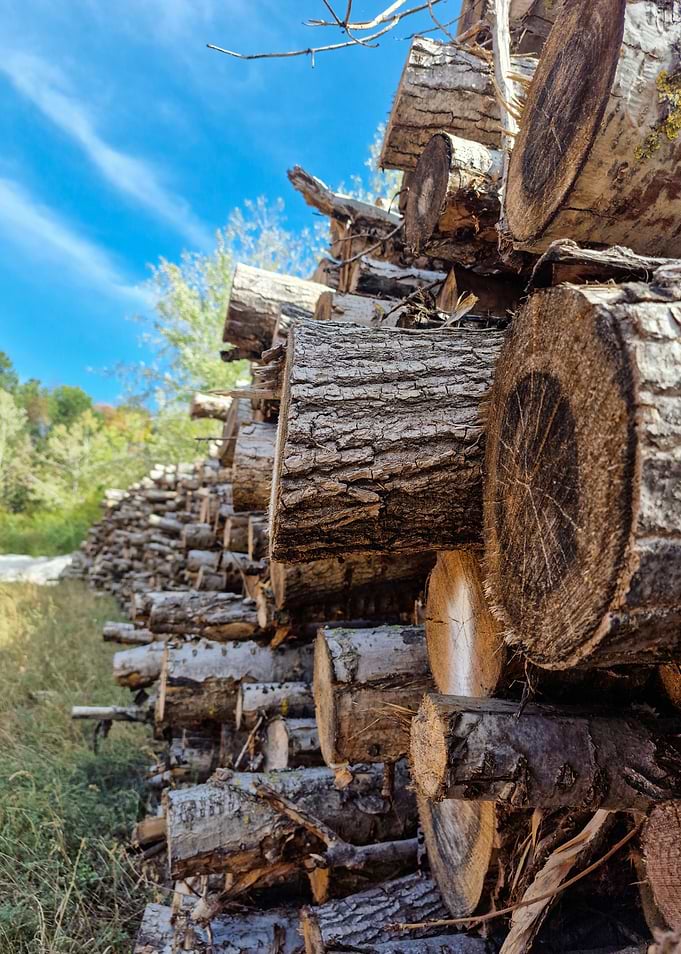 Stacked Logs in Nature