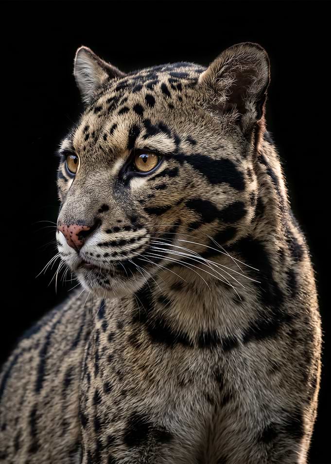 Portrait of a Clouded Leopard