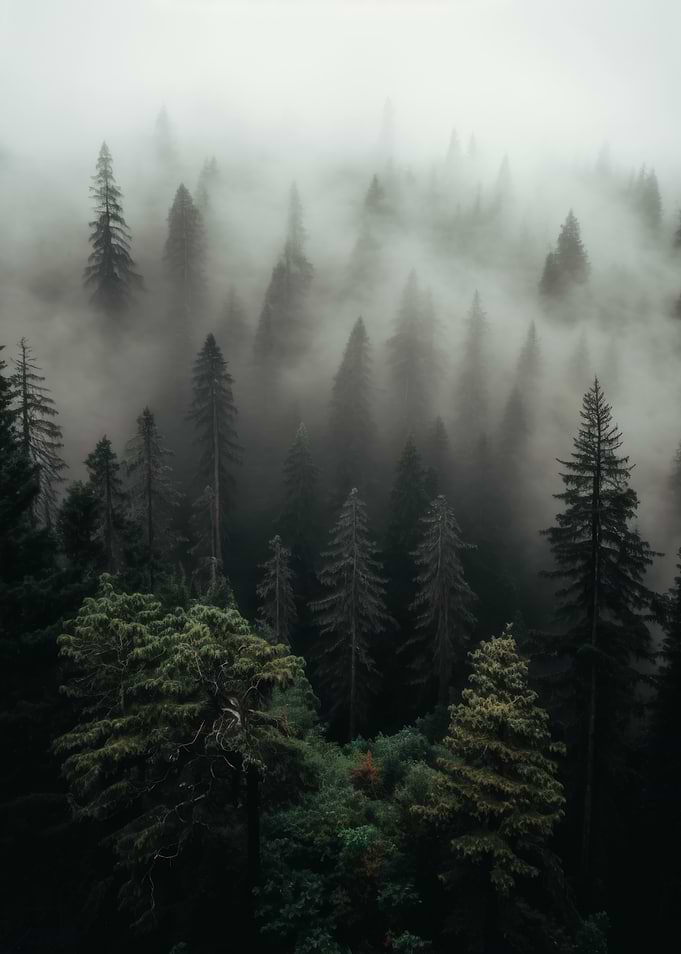 Misty Pine Forest Aerial View