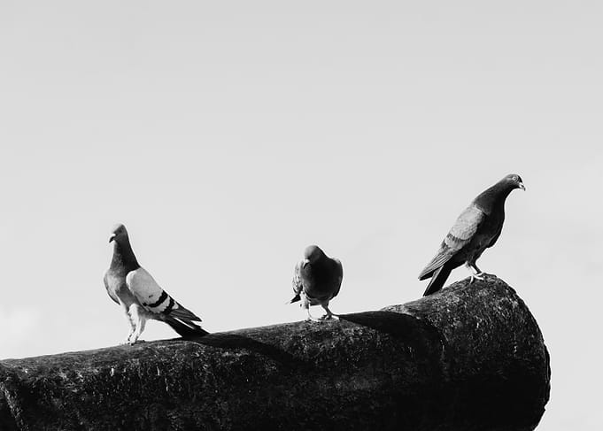 Three Pigeons Perched on Cannon