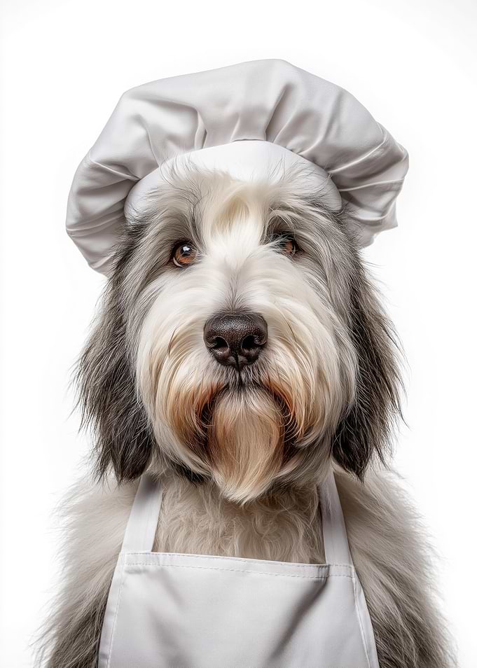 Old English Sheepdog Chef Portrait