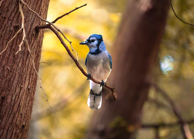 Blue Jay Perched on Tree Branch
