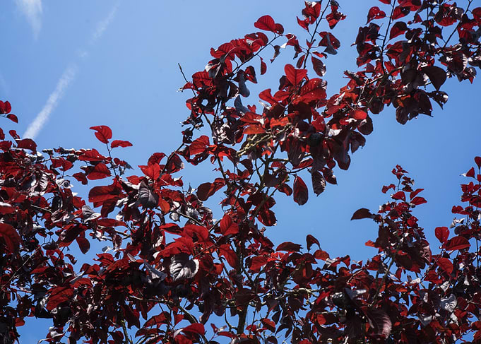 Deep Red Leaves Against Blue Sky