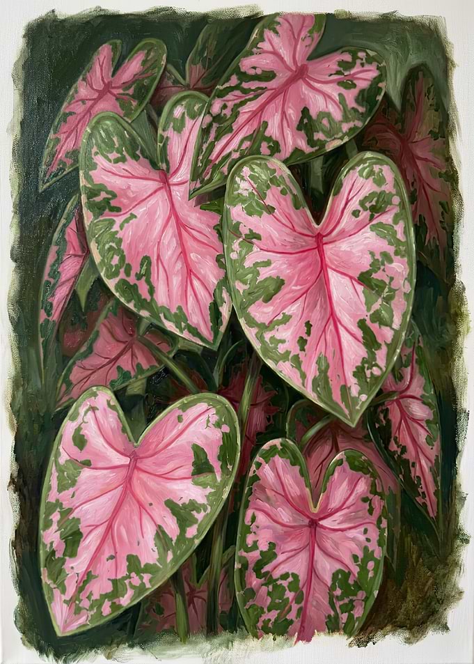 Oil Painting of Pink Caladium Leaves