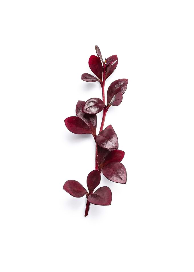 Single Stem of Deep Red Leaves