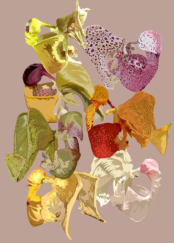 Coryanthes Orchids