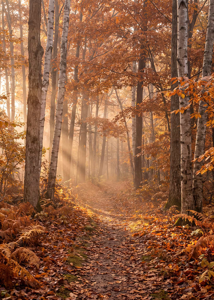 Autumn Woodland Path