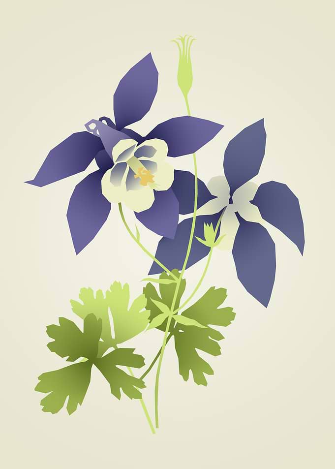 Minimalist Blue Columbine Flower Illustration