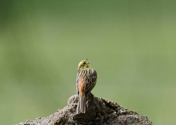Yellowhammer Bird Singing on Rock