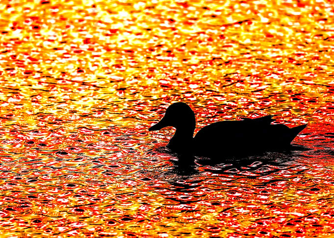 Sunset Silhouette