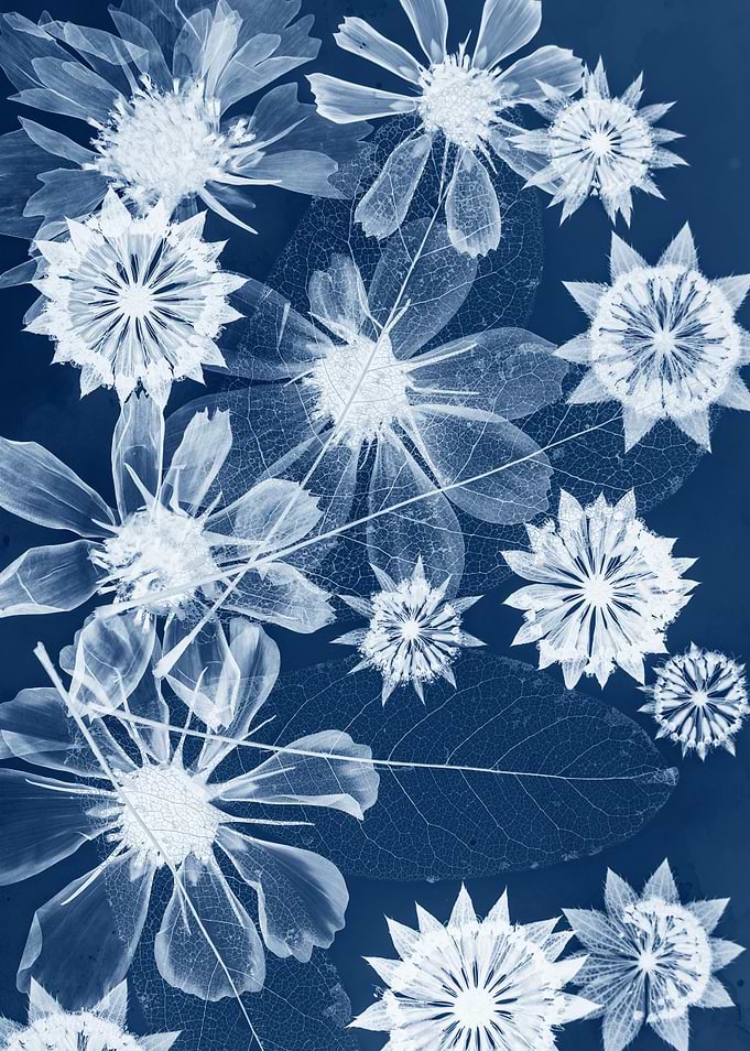 Cyanotype Botanical X-Ray Floral Print