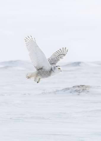 Snowy Owl in Flight