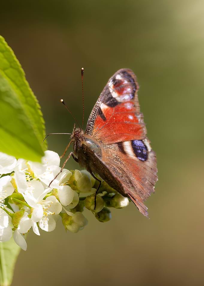 Peacock Butterfly on White Flowers