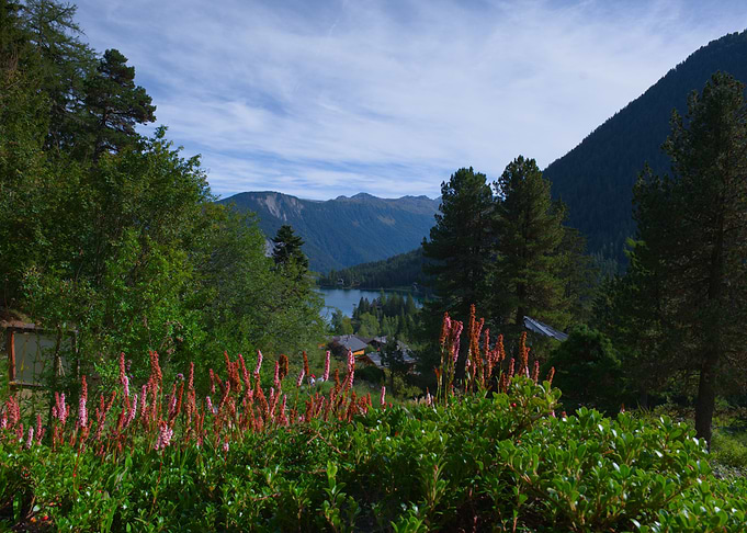 Alpine Lake View with Wildflowers - Champex-Lac