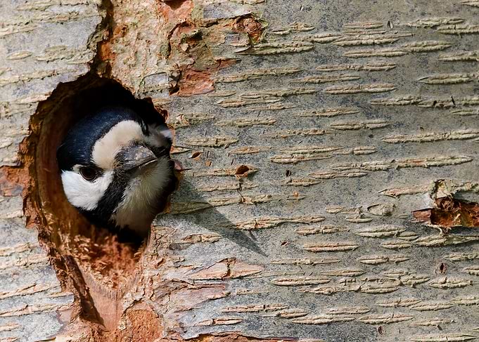 Woodpecker Peeking from Tree Hole