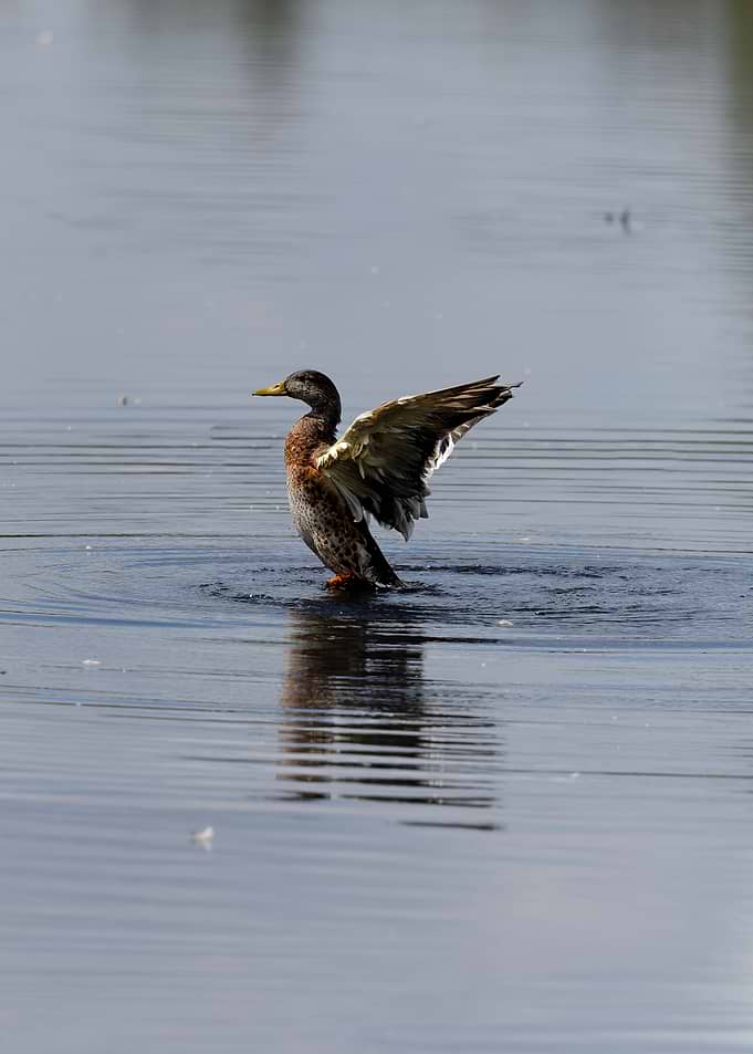 Duck flapping wings on water