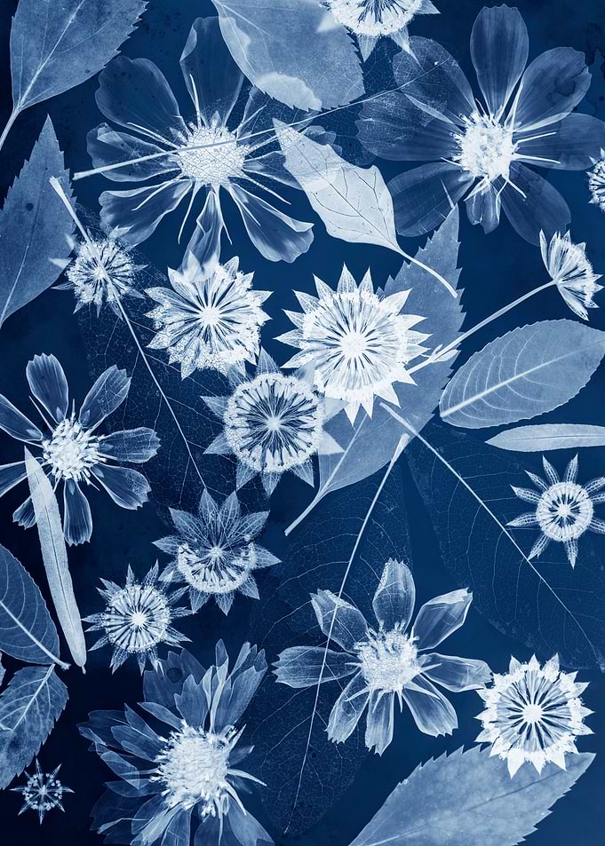 Cyanotype Botanical Print of Flowers