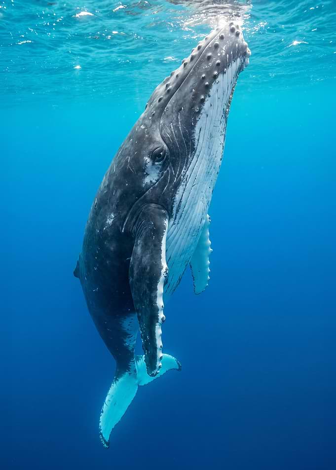 Humpback Whale Swimming in Deep Ocean