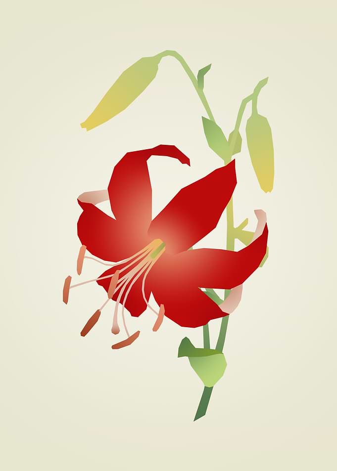 Minimalist Red Lily Illustration