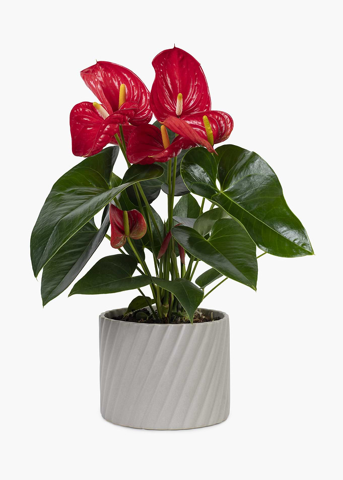 Potted Red Anthurium Plant