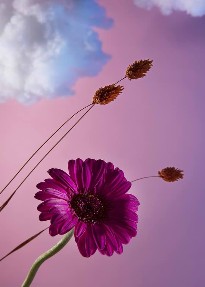 Purple Gerbera Daisy Against Pink Sky