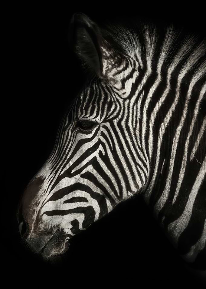 Striking Zebra Portrait on Black Background