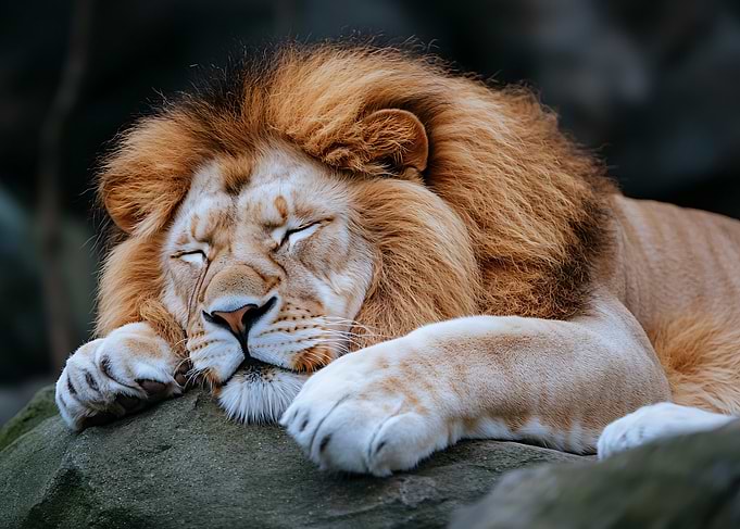 Sleeping Male Lion on Rock