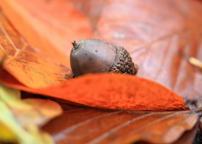 Acorn Resting on Autumn Leaves