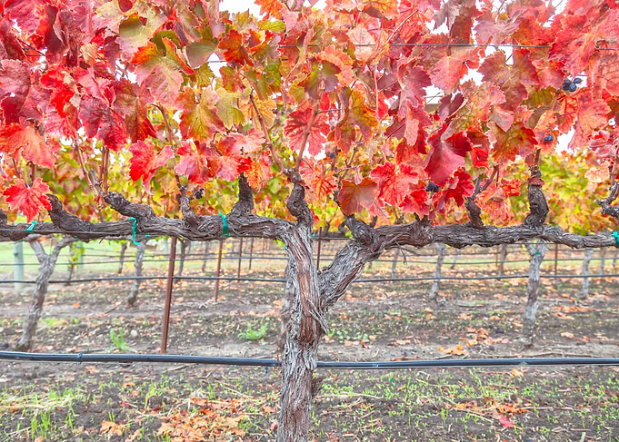 Vibrant Autumn Vineyard Grapevines