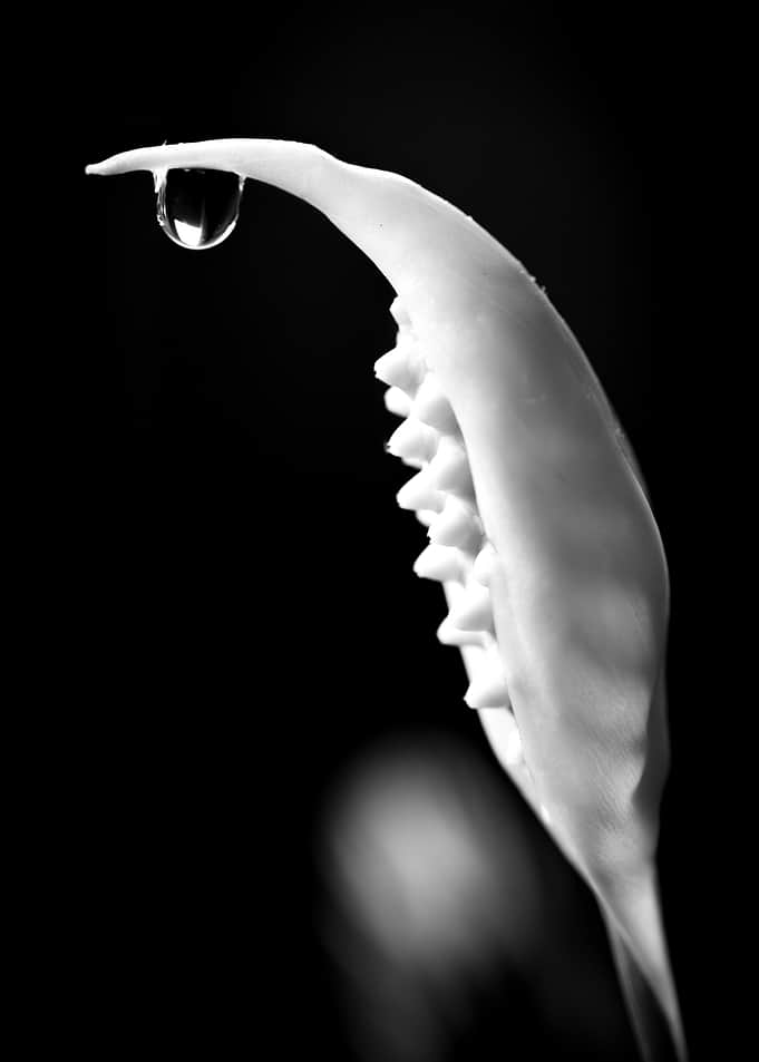 Black and White Peace Lily Detail