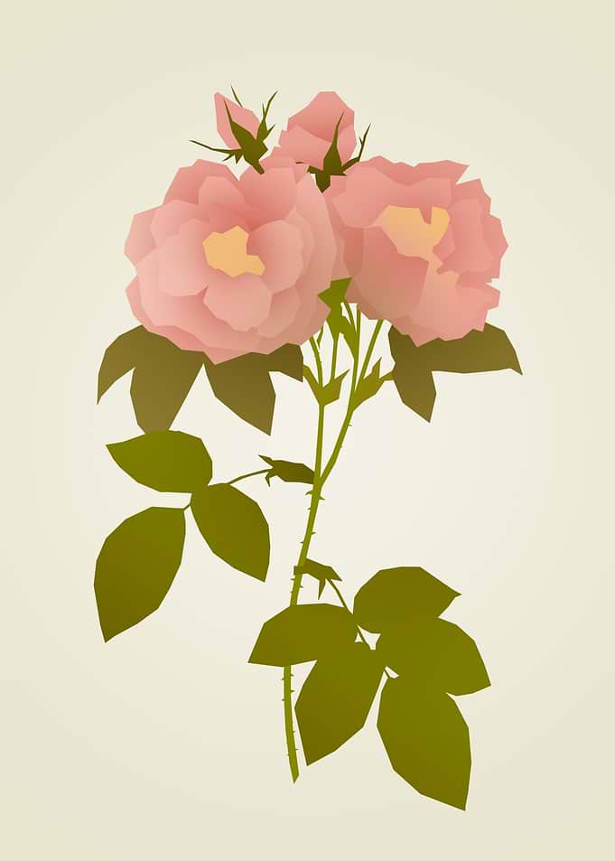 Minimalist Damask Rose Illustration