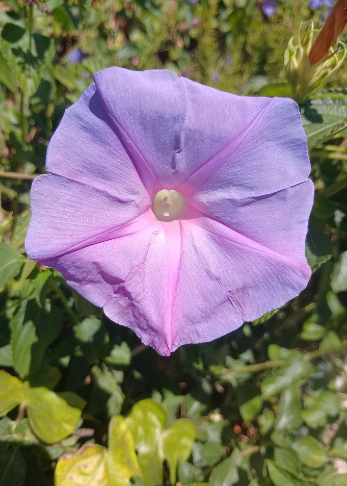 Vibrant Purple Morning Glory Flower