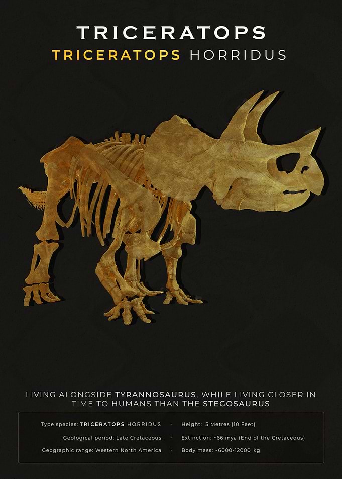 Triceratops Horridus Dinosaur Skeleton Poster