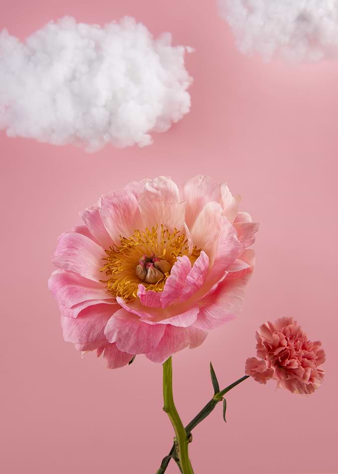 Pink Peony with Cotton Clouds