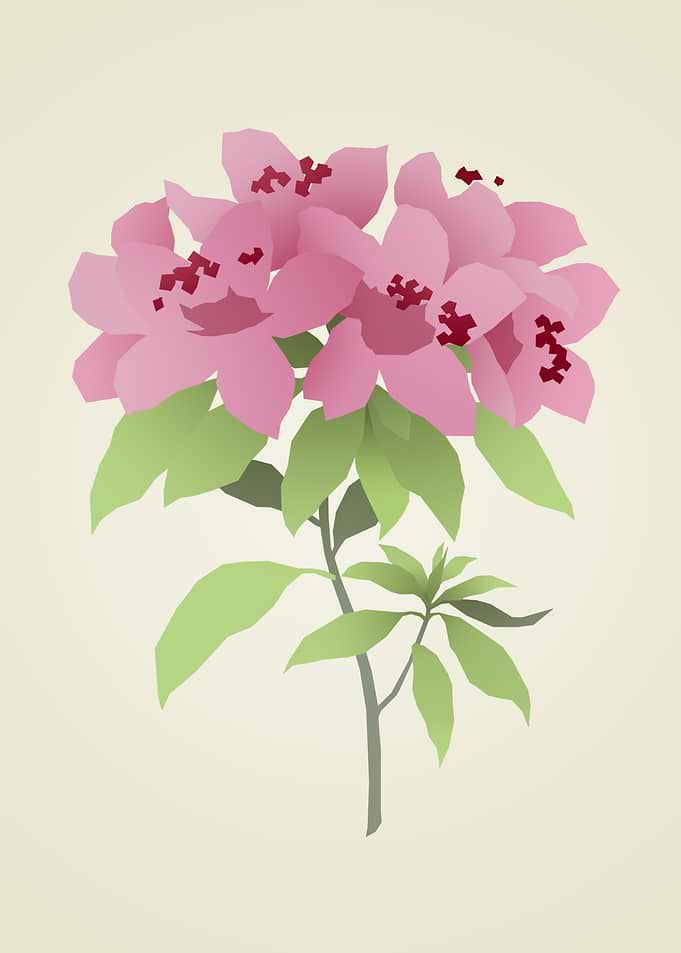 Minimalist Pink Azalea Flower Illustration