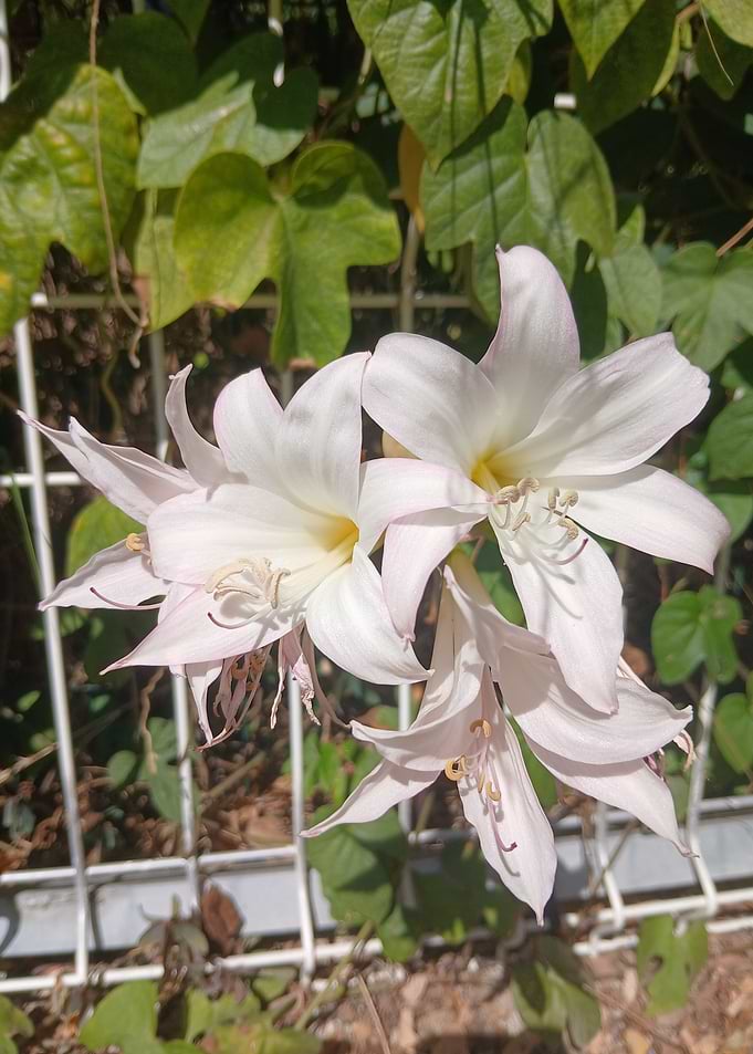 Beautiful White Crinum Lily Flowers
