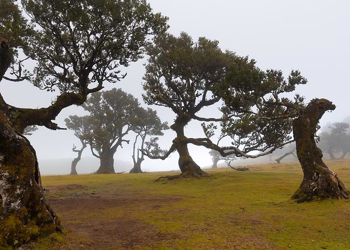 Ancient Misty Fanal Forest Trees