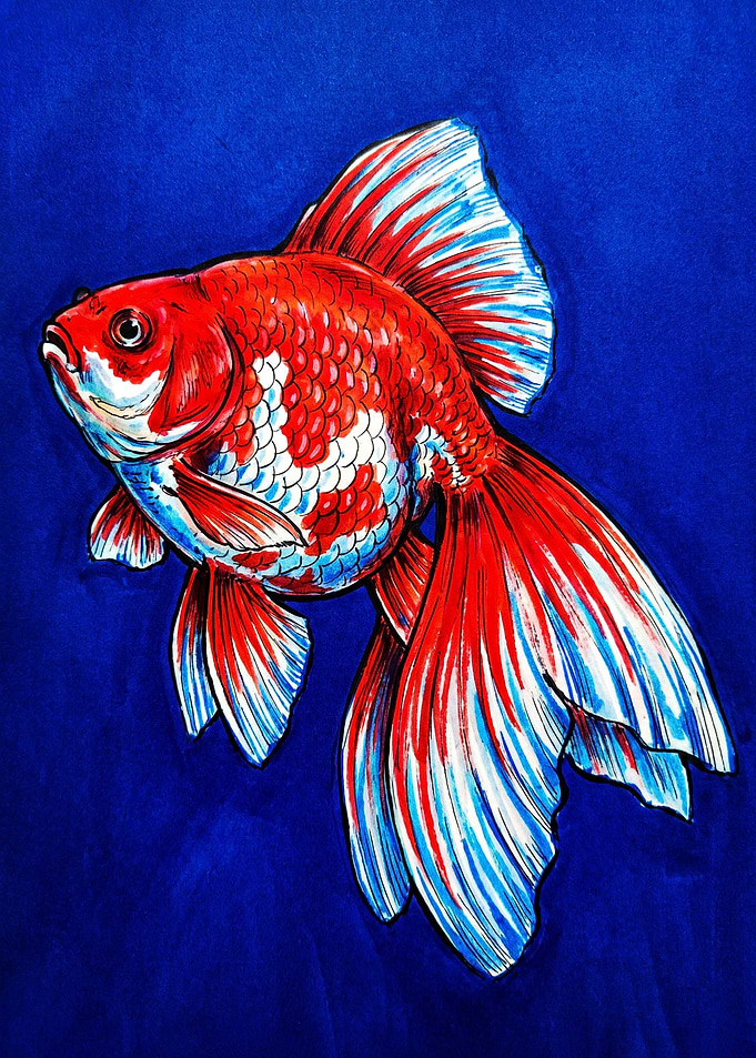 Vibrant Red and White Goldfish Illustration